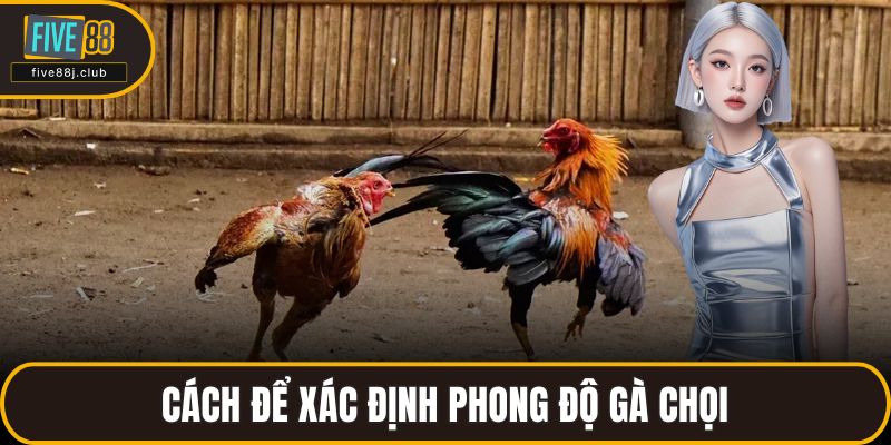 Cách để xác định phong độ gà chọi