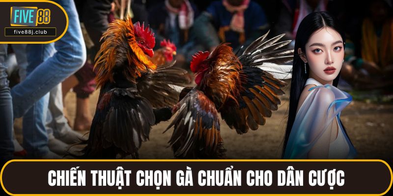 Chiến thuật chọn gà chuẩn cho dân cược