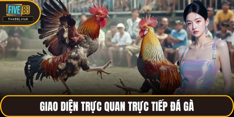 Giao diện trực quan trực tiếp đá gà