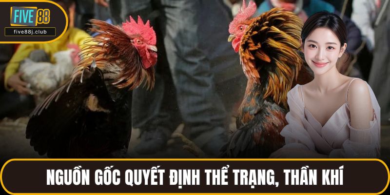 Nguồn gốc quyết định thể trạng, thần khí