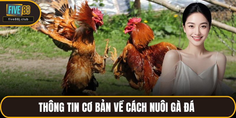 Thông tin cơ bản về cách nuôi gà đá 