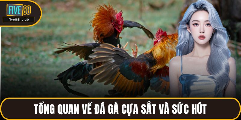 Tổng quan về đá gà cựa sắt và sức hút