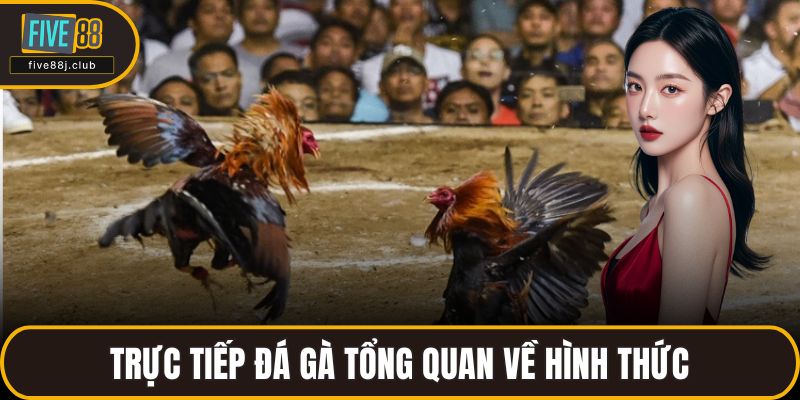 Trực tiếp đá gà tổng quan về hình thức 